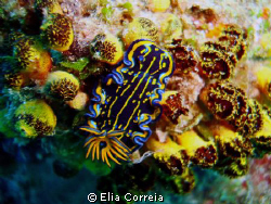 Sea slug! by Elia Correia 
